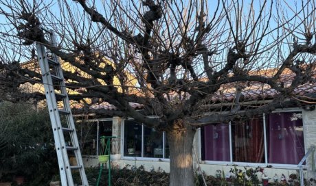 Taille d'un arbre murier platane vers Aix-en-Provence