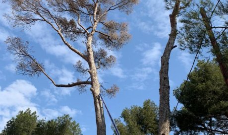 Abattage d'arbre dangereux en urgence à Saint-Cannat