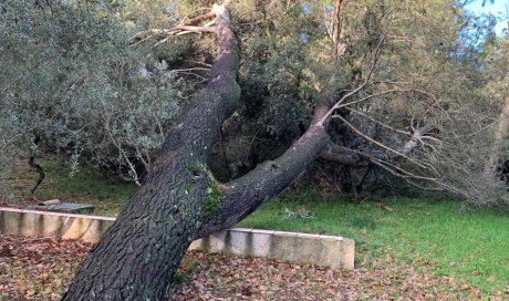 Mise en sécurité, Elagage et Abattage d'arbres dangereux à de Aix-en-Provence