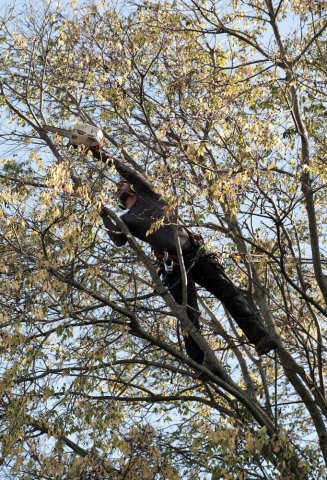 Votre Arboriste-élagueur en Région Provence-Alpes-Côte d'Azur 