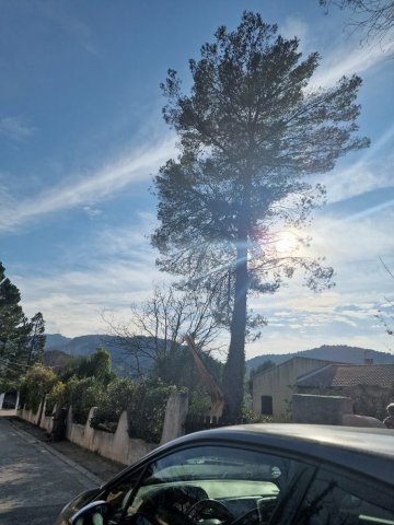 Élagage et abattage d'arbre dangereux à Aix-en-Provence