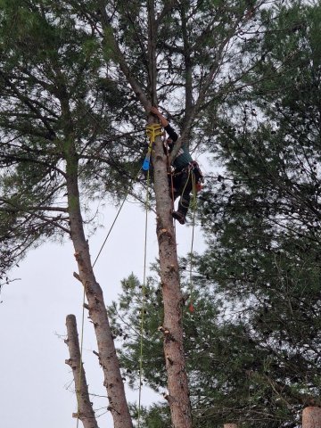 Elagage Abattage par Démontage de pins avec évacuation du bois vers Aix-en-Provence
