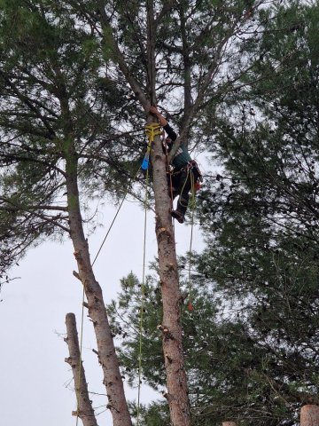 Elagage Abattage par Démontage de pins avec évacuation du bois à Pertuis