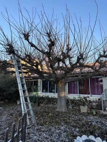 Taille d'un arbre murier platane vers Aix-en-Provence