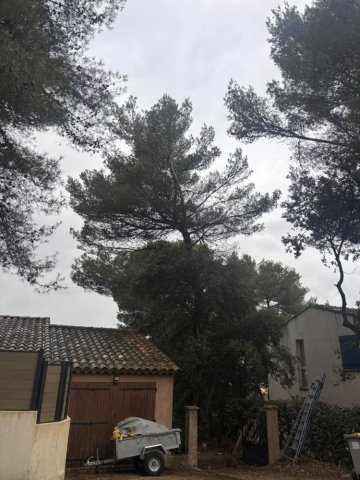 Abattage d'un arbre penchant dangereusement sur une maison à Aix-en-Provence