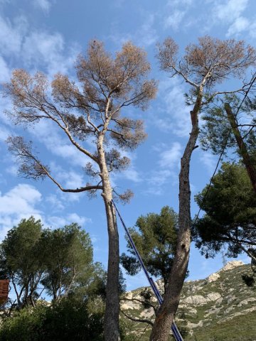 Abattage d'arbre dangereux en urgence à Saint-Cannat