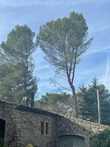 Elagage Abattage par Démontage d'arbres pour prévention incendie à Aix-en-Provence