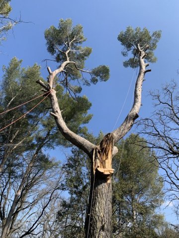 Urgence Elagage, Haubanage et Abattage d'arbres dangereux autour de Puyricard