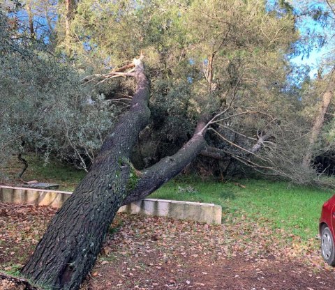Mise en sécurité, Elagage et Abattage d'arbres dangereux à de Aix-en-Provence
