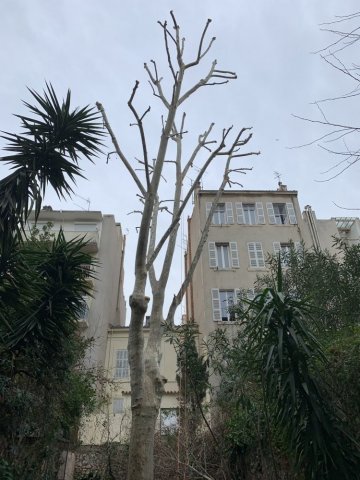 Elagage d'un platane au centre de Marseille