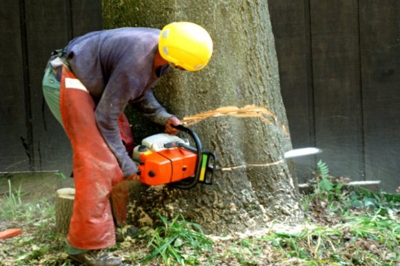 Quand un arbre devient dangereux ?