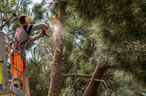 Qu'est-ce que l'haubanage d'un arbre ?