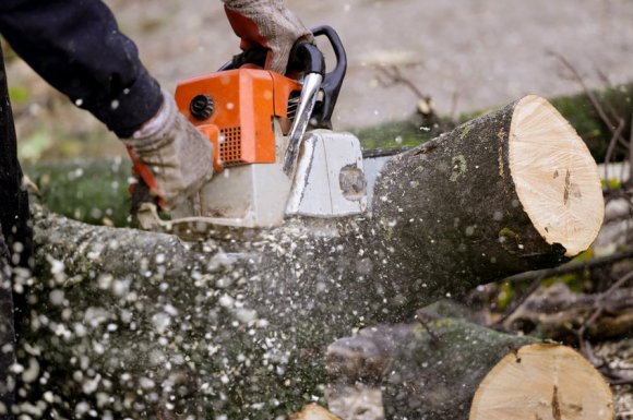 Abattage par démontage d'arbre dangereux à Meyragues