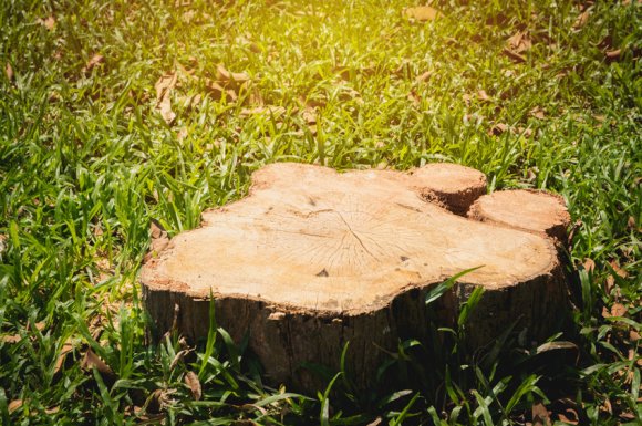 Rognage de souche dans un jardin par élagueur à Aix-en-Provence