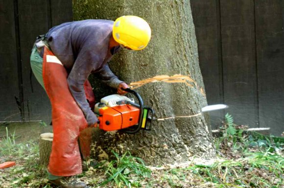 Abattage d'arbre dangereux proche de l'habitation par un élagueur professionnel - Pertuis - MPM PAYSAGE