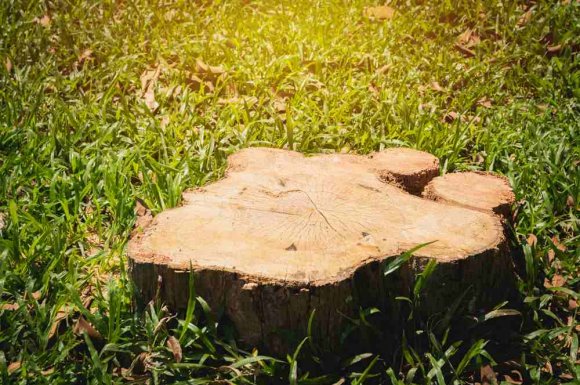 Déracinement et retrait de souche d'arbre tombé sur la voie publique - vers Aix-en-Provence- MPM PAYSAGE