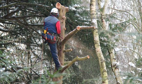 Arboriste-élagueur pour taille d'arbre de grande hauteur vers Aix-en-Provence