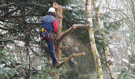 Arboriste-élagueur pour taille d'arbre de grande hauteur à Pertuis 