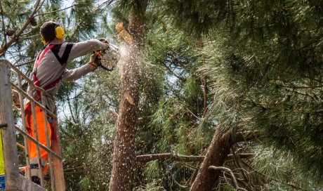 Qu'est-ce que l'haubanage d'un arbre ?