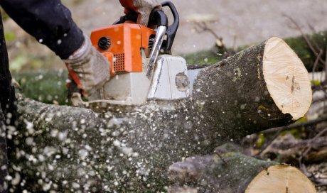 Abattage par démontage d'arbre dangereux à Meyragues