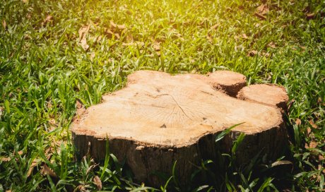 Rognage de souche dans un jardin par élagueur à Aix-en-Provence