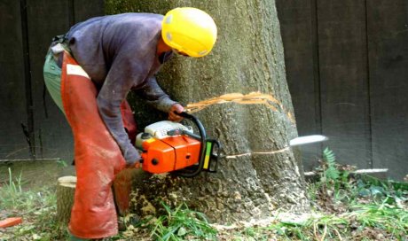 Abattage d'arbre dangereux proche de l'habitation par un élagueur professionnel - Pertuis - MPM PAYSAGE