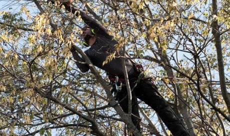 Votre Arboriste-élagueur en Région Provence-Alpes-Côte d'Azur 