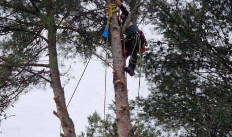 Elagage Abattage par Démontage de pins avec évacuation du bois vers Aix-en-Provence