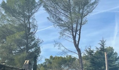 Elagage Abattage par Démontage d'arbres pour prévention incendie à Aix-en-Provence