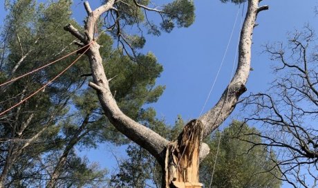 Urgence Elagage, Haubanage et Abattage d'arbres dangereux autour de Puyricard