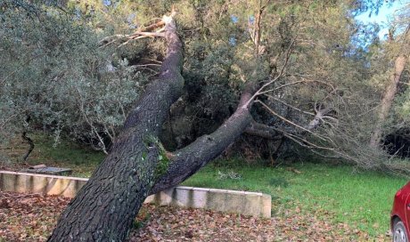 Mise en sécurité, Elagage et Abattage d'arbres dangereux à de Aix-en-Provence