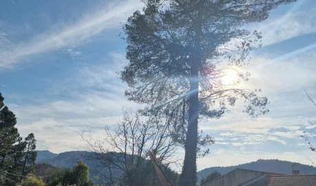 Elagage et Abattage d'arbres dangereux autour de Aix-en-Provence