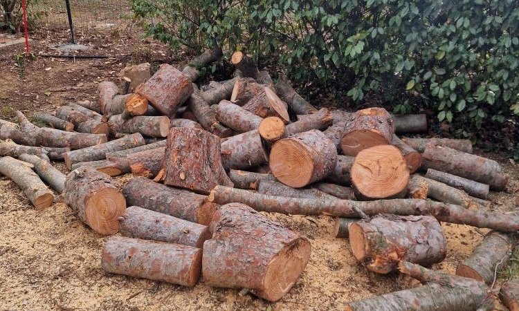 Elagage Abattage par Démontage de pins avec évacuation du bois à Pertuis