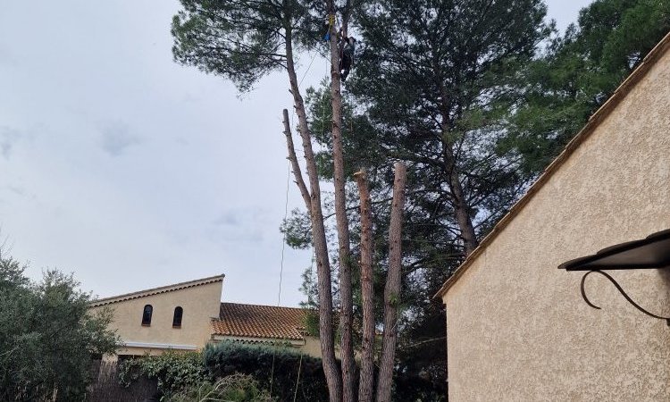 Elagage Abattage par Démontage de pins avec évacuation du bois vers Aix-en-Provence