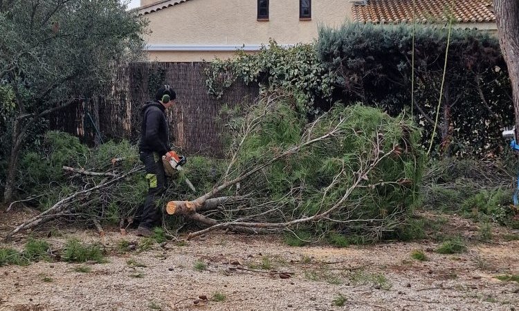 Elagage Abattage par Démontage de pins avec évacuation du bois vers Aix-en-Provence