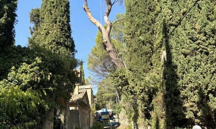 Abattage d'un Pin à risque au dessus d'un Château à Lambesc.