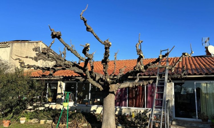 Taille d'un arbre murier platane vers Aix-en-Provence