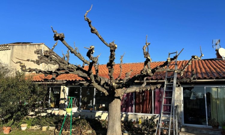 Taille d'un arbre murier platane sur Pertuis