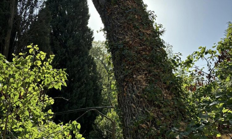 Abattage d'un Pin à risque au dessus d'un Château à Lambesc.