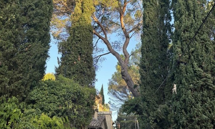 Abattage d'un Pin à risque au dessus d'un Château à Lambesc.