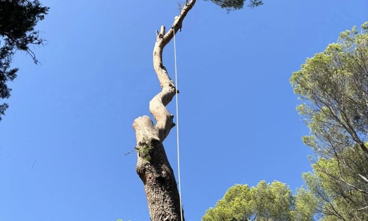 Abattage d'un Pin à risque au dessus d'un Château à Lambesc.