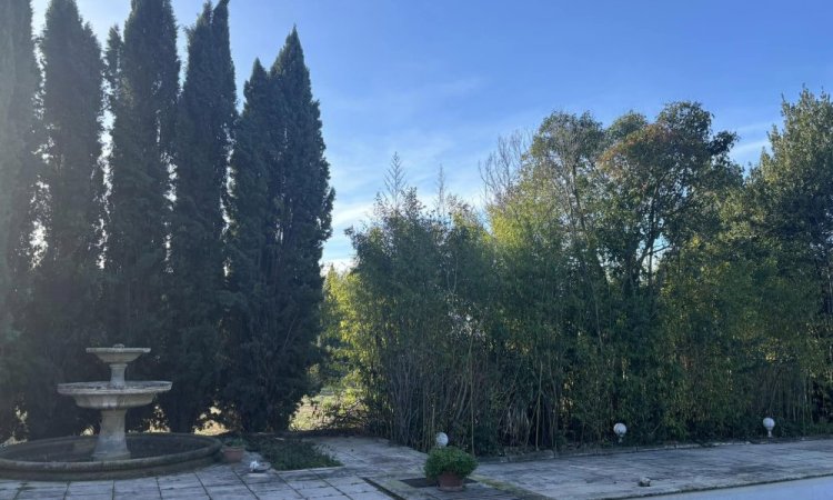 Taille des haies avec précision vers Aix-en-Provence et sa région.