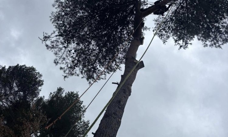 Abattage d'un arbre penchant dangereusement sur une maison à Aix-en-Provence