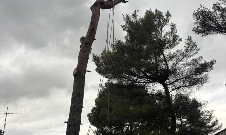 Abattage d'un arbre penchant dangereusement sur une maison à Aix-en-Provence