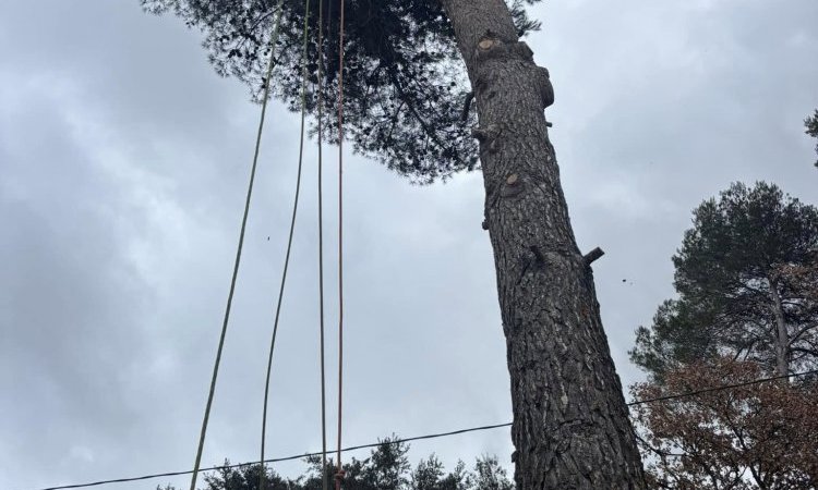 Abattage d'un arbre penchant dangereusement sur une maison à Aix-en-Provence