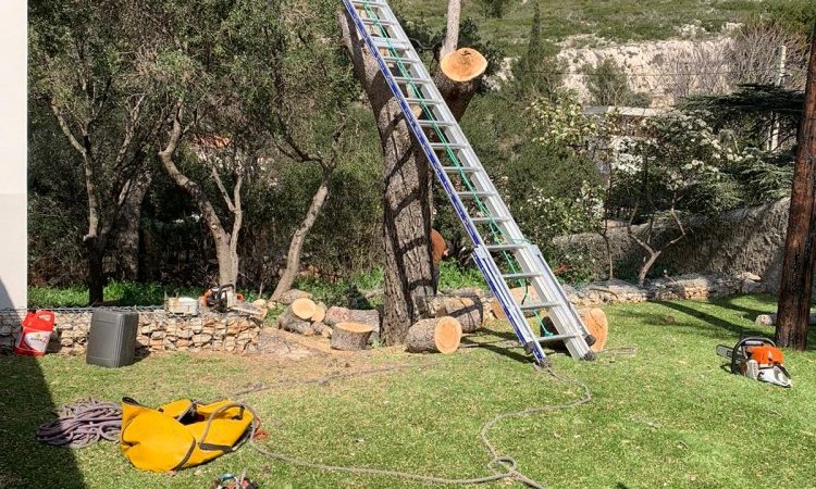 Abattage d'arbre dangereux en urgence à Saint-Cannat
