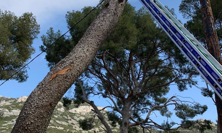 Abattage d'arbre dangereux en urgence à Saint-Cannat