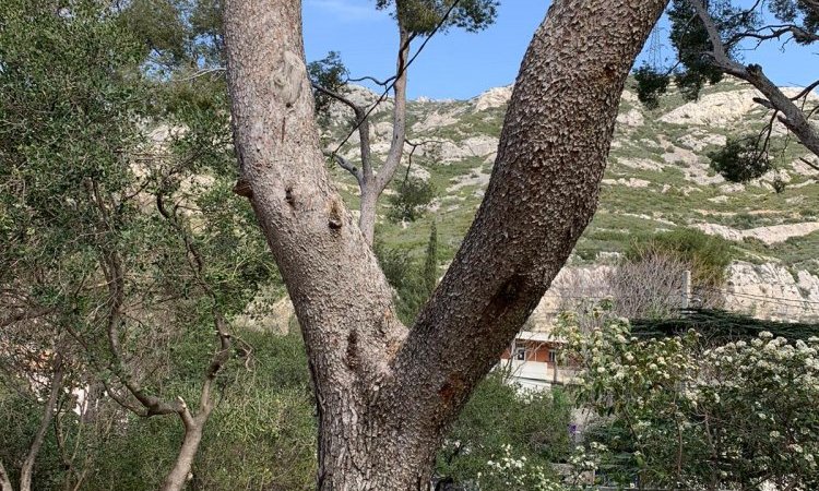 Abattage d'arbre dangereux en urgence à Saint-Cannat