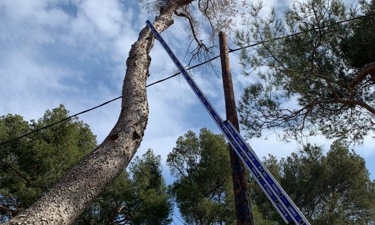 Abattage d'arbre dangereux en urgence à Saint-Cannat