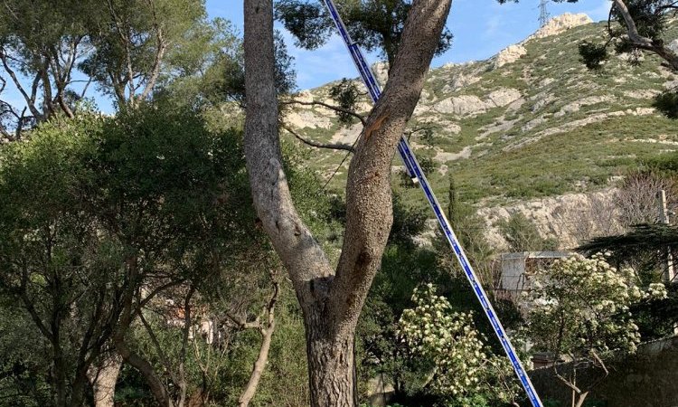 Abattage d'arbre dangereux en urgence à Saint-Cannat